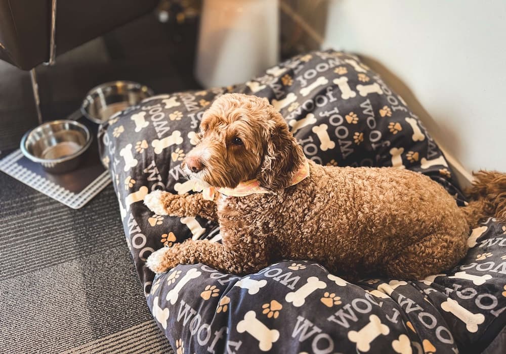 Pet-friendly