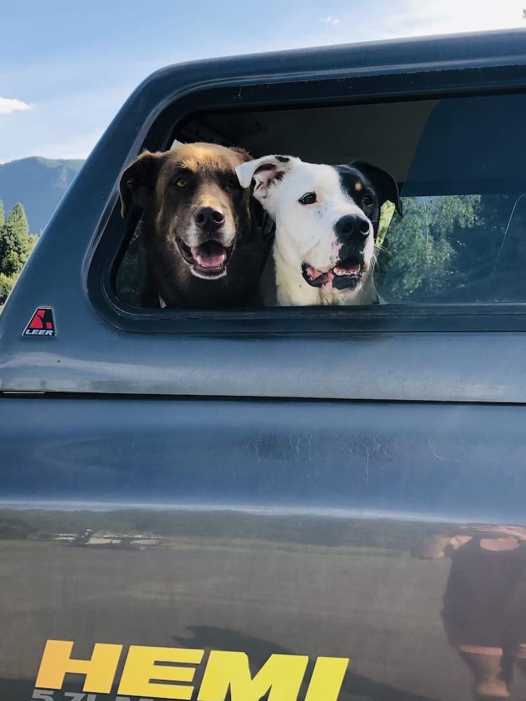 Pet-friendly
