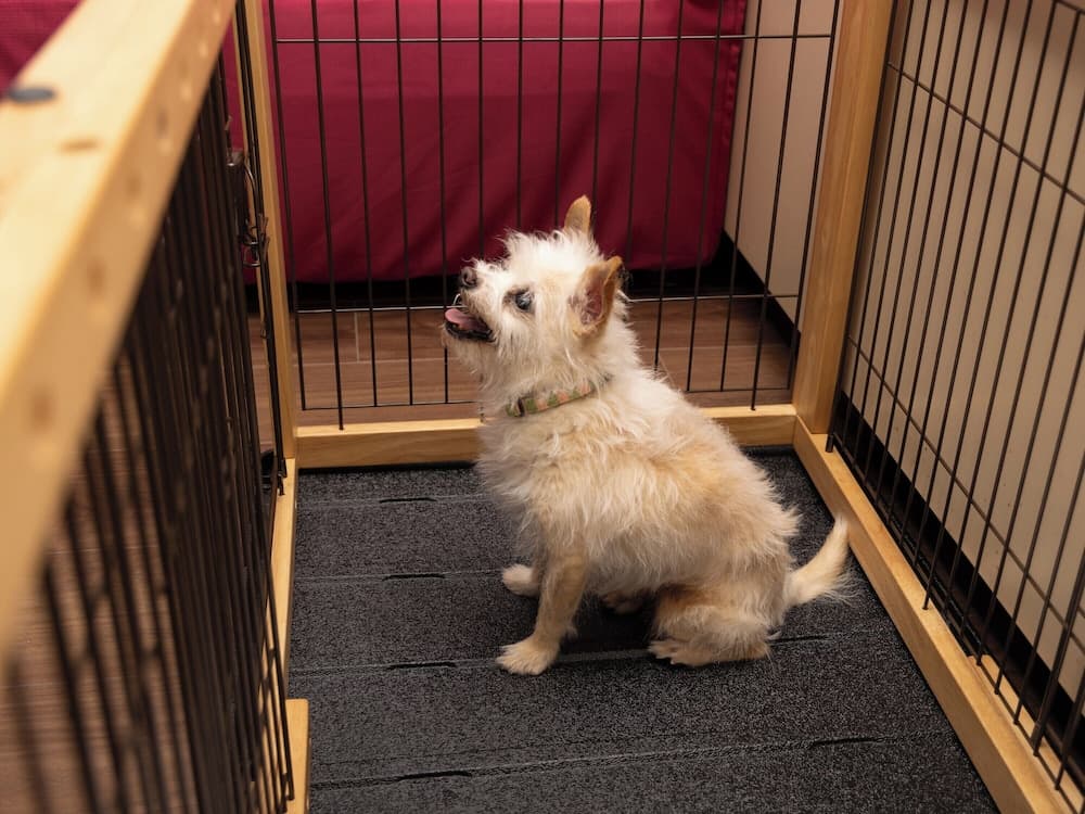 Pet-friendly